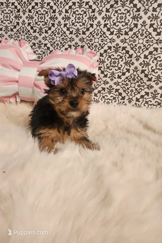 Kylie, a female Yorkshire Terrier for sale in Indianapolis, IN – Photo 1 of 3