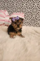 Kylie, a female Yorkshire Terrier for sale in Indianapolis, IN – Photo 1 of 3