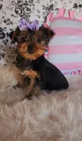 Kendall, a female Yorkshire Terrier for sale in Indianapolis, IN – Photo 2 of 4