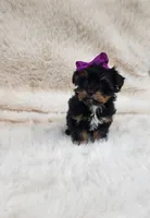 Kiki, a female Yorkshire Terrier for sale in Indianapolis, IN – Photo 3 of 3