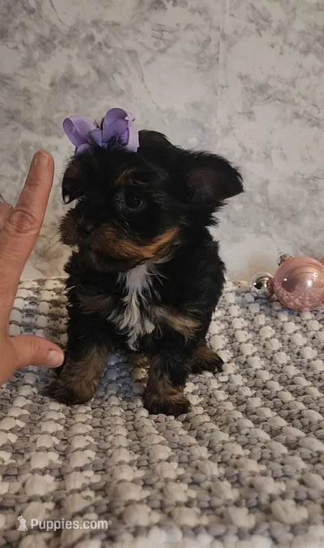 Kiki – Yorkshire Terrier puppy for sale in Indianapolis, IN