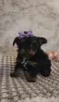 Kiki, a female Yorkshire Terrier for sale in Indianapolis, IN – Photo 3 of 3
