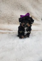 Kiki, a female Yorkshire Terrier for sale in Indianapolis, IN – Photo 2 of 3