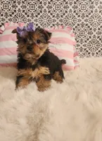 Kylie, a female Yorkshire Terrier for sale in Indianapolis, IN – Photo 2 of 3