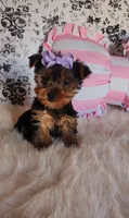 Kendall, a female Yorkshire Terrier for sale in Indianapolis, IN – Photo 1 of 4