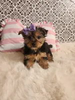 Kylie, a female Yorkshire Terrier for sale in Indianapolis, IN – Photo 3 of 3