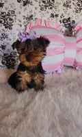 Kendall, a female Yorkshire Terrier for sale in Indianapolis, IN – Photo 3 of 4
