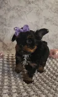 Kiki, a female Yorkshire Terrier for sale in Indianapolis, IN – Photo 2 of 3
