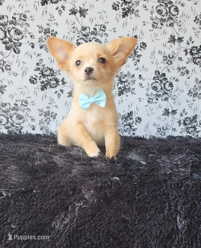 Peanut – Chihuahua puppy for sale in Indianapolis, IN