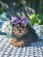 Little Maddie, a female Yorkshire Terrier for sale in Indianapolis, IN – 1 of 3