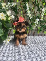 Little Lola, a female Yorkshire Terrier and Morkie for sale in Indianapolis, IN – 9 of 10