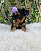 Violet, a female Yorkshire Terrier for sale in Indianapolis, IN – 2 of 7