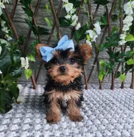 Kiki, a female Yorkshire Terrier for sale in Indianapolis, IN – 2 of 7