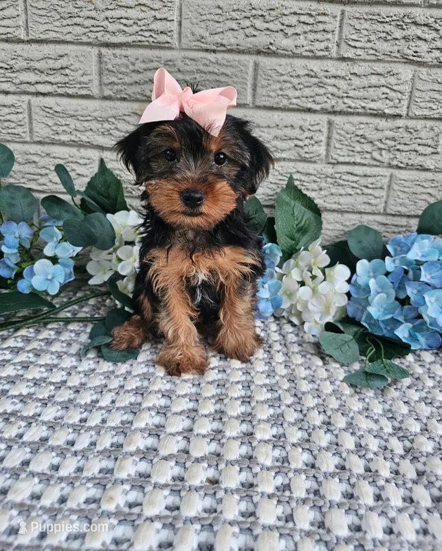 Piper  – Yorkshire Terrier puppy for sale in Indianapolis, IN