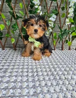 Tucker, a male Yorkshire Terrier for sale in Indianapolis, IN – 8 of 8