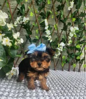 Little Kiwi, a female Yorkshire Terrier and Morkie for sale in Indianapolis, IN – 5 of 9