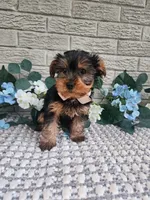 Theo, a male Yorkshire Terrier for sale in Indianapolis, IN – 3 of 3