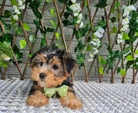 Tucker, a male Yorkshire Terrier for sale in Indianapolis, IN – 2 of 8