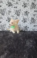 Rocket, a male Chihuahua for sale in Indianapolis, IN – Photo 4 of 10