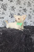 Rocket, a male Chihuahua for sale in Indianapolis, IN – Photo 3 of 10