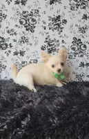 Rocket, a male Chihuahua for sale in Indianapolis, IN – Photo 2 of 10