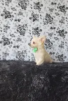 Rocket, a male Chihuahua for sale in Indianapolis, IN – Photo 7 of 10