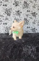 Rocket, a male Chihuahua for sale in Indianapolis, IN – Photo 8 of 10