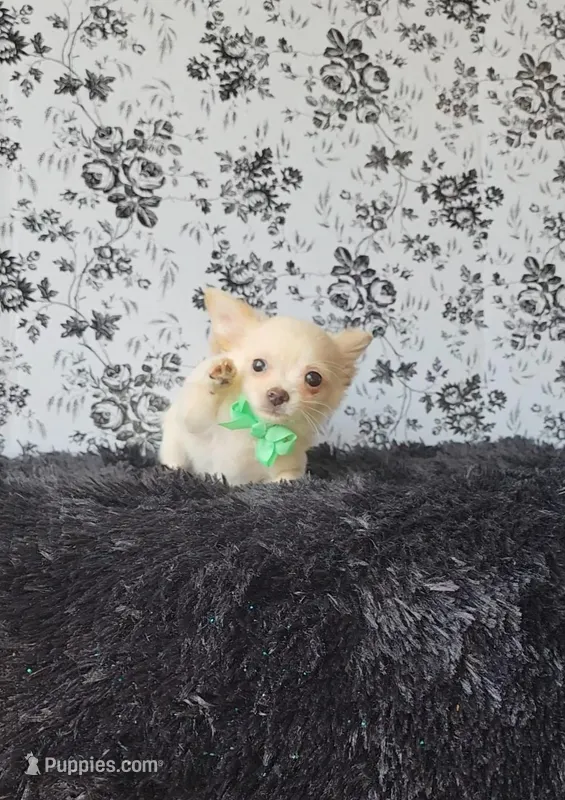 Rocket – Chihuahua puppy for sale in Indianapolis, IN