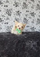 Rocket, a male Chihuahua for sale in Indianapolis, IN – Photo 1 of 10