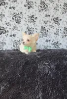 Rocket, a male Chihuahua for sale in Indianapolis, IN – Photo 6 of 10