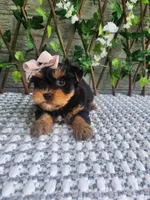 Pippy, a female Yorkshire Terrier and Morkie for sale in Indianapolis, IN – 4 of 7