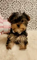 Theodore, a male Yorkshire Terrier for sale in Indianapolis, IN – Photo 1 of 2