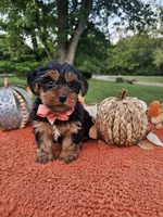Cleo, a male Yorkshire Terrier for sale in Indianapolis, IN – 2 of 5