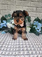 Theo, a male Yorkshire Terrier for sale in Indianapolis, IN – 2 of 3