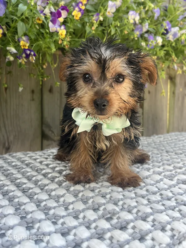 Peanut – Yorkshire Terrier puppy for sale in Indianapolis, IN