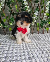 Milo, a male Yorkshire Terrier for sale in Indianapolis, IN – 3 of 5