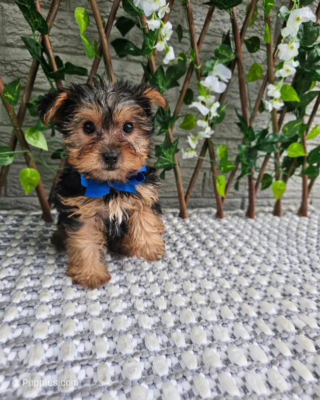 Neeko – Yorkshire Terrier puppy for sale in Indianapolis, IN