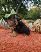 Lilly, a female Yorkshire Terrier for sale in Indianapolis, IN – 2 of 3