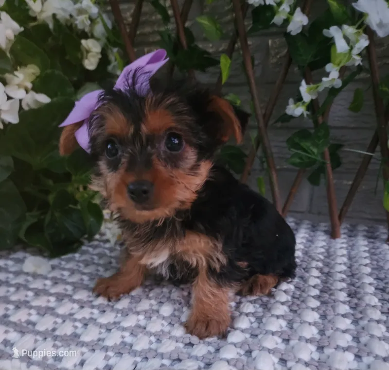  Sadie – Yorkshire Terrier puppy for sale in Indianapolis, IN