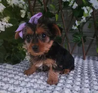  Sadie, a female Yorkshire Terrier for sale in Indianapolis, IN – 1 of 6