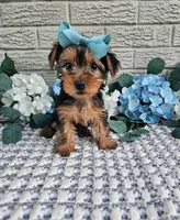 Little Lola, a female Yorkshire Terrier for sale in Indianapolis, IN – 8 of 9
