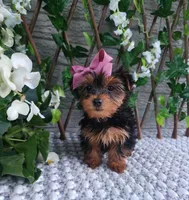 Bitsy, a female Yorkshire Terrier for sale in Indianapolis, IN – 2 of 4