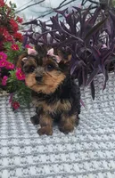 Sadie, a female Yorkshire Terrier for sale in Indianapolis, IN – Photo 4 of 4