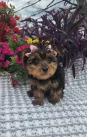 Sadie, a female Yorkshire Terrier for sale in Indianapolis, IN – Photo 2 of 4