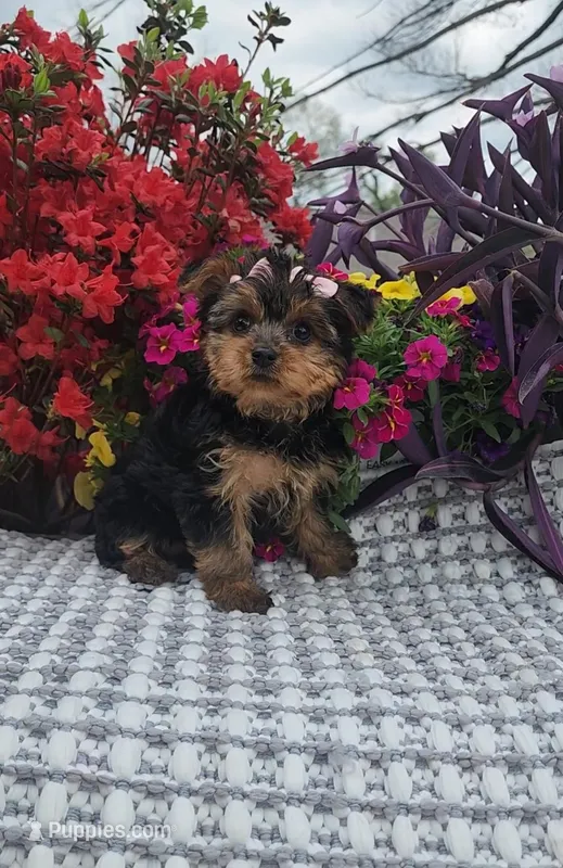 Sadie – Yorkshire Terrier puppy for sale in Indianapolis, IN