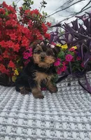 Sadie, a female Yorkshire Terrier for sale in Indianapolis, IN – Photo 1 of 4