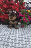 Sadie, a female Yorkshire Terrier for sale in Indianapolis, IN – Photo 3 of 4