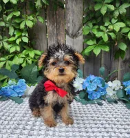 Tiny  Timmy, a male Yorkshire Terrier for sale in Indianapolis, IN – 5 of 9