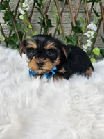 Tiny Tucker, a male Yorkshire Terrier for sale in Indianapolis, IN – 3 of 5