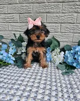 Piper , a female Yorkshire Terrier for sale in Indianapolis, IN – 2 of 5